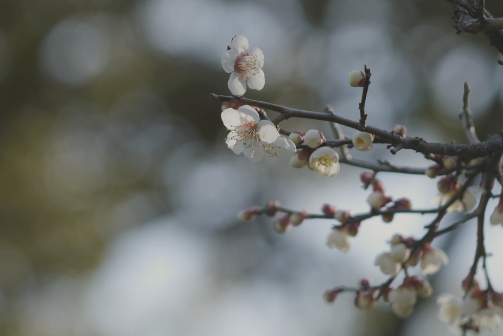 梅の景観
