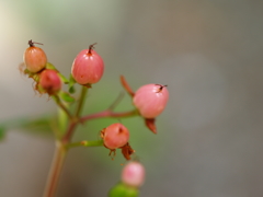 実のなる花