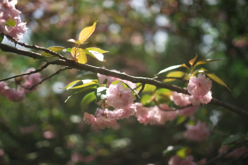 孤独の花見