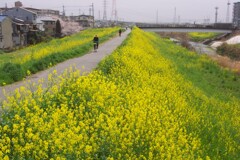 菜の花と堤防