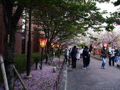 散る花びらと活きる花