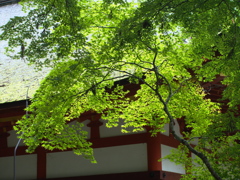 来年の夏の頃