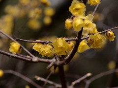 春に切なき蠟梅の花