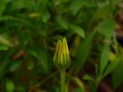 花開くとき