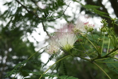 デリケートな花びら