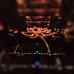 夜に咲く花