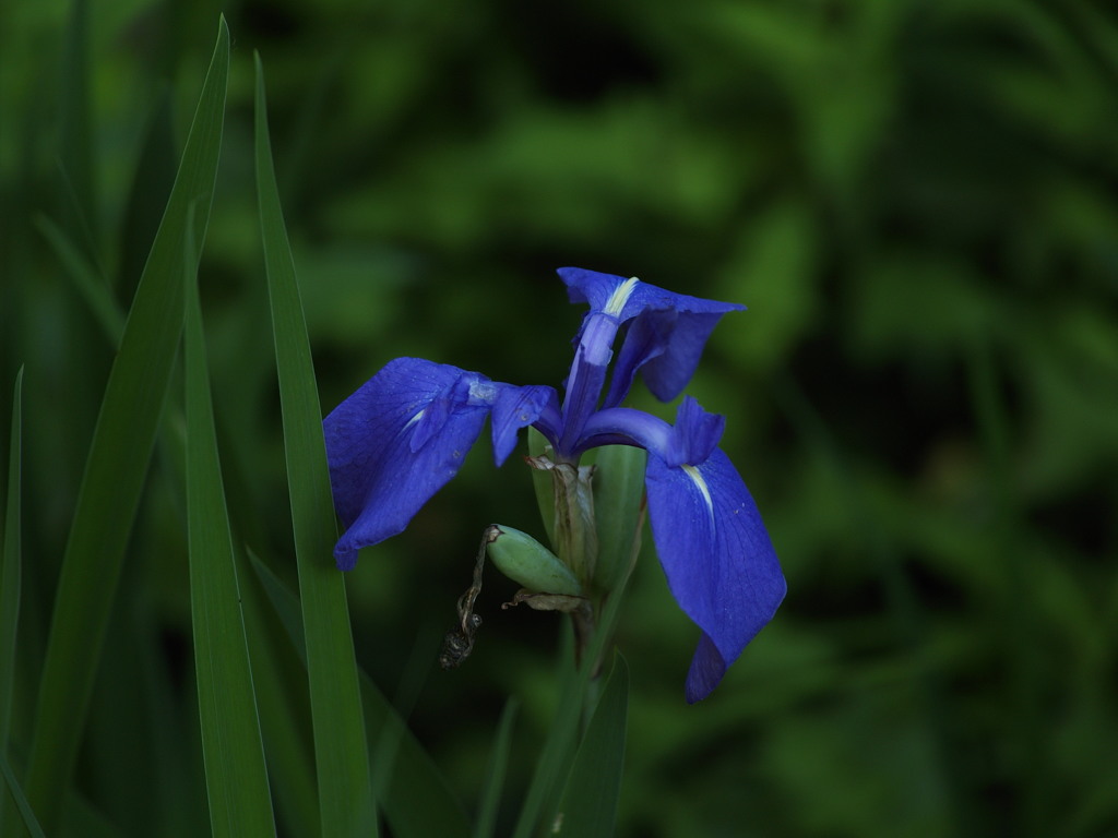 瑠璃の華