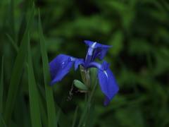 瑠璃の華