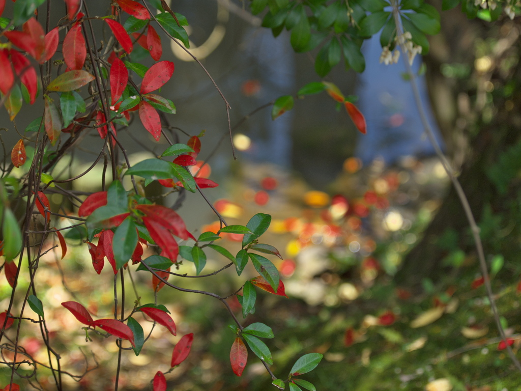 春の紅葉