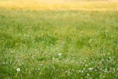 煌めく草の絨毯
