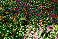 心に花を咲かせましょう。