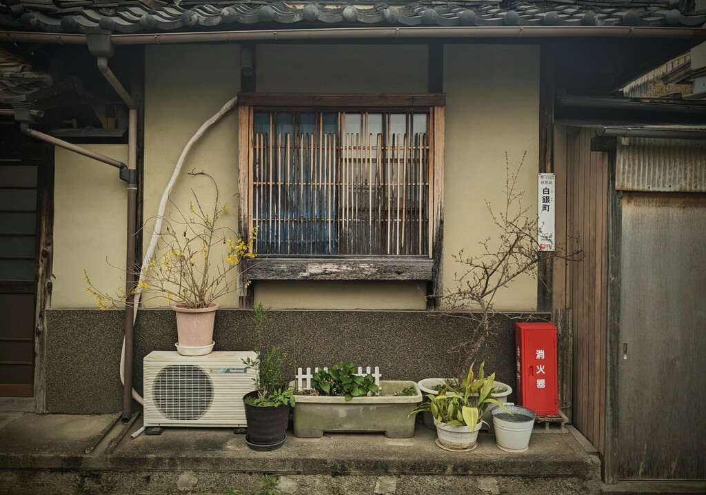 通りの道行spring