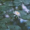幻の池