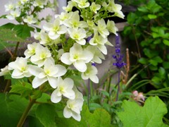 白い紫陽花