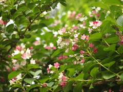 森の花々