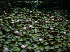 睡蓮花生