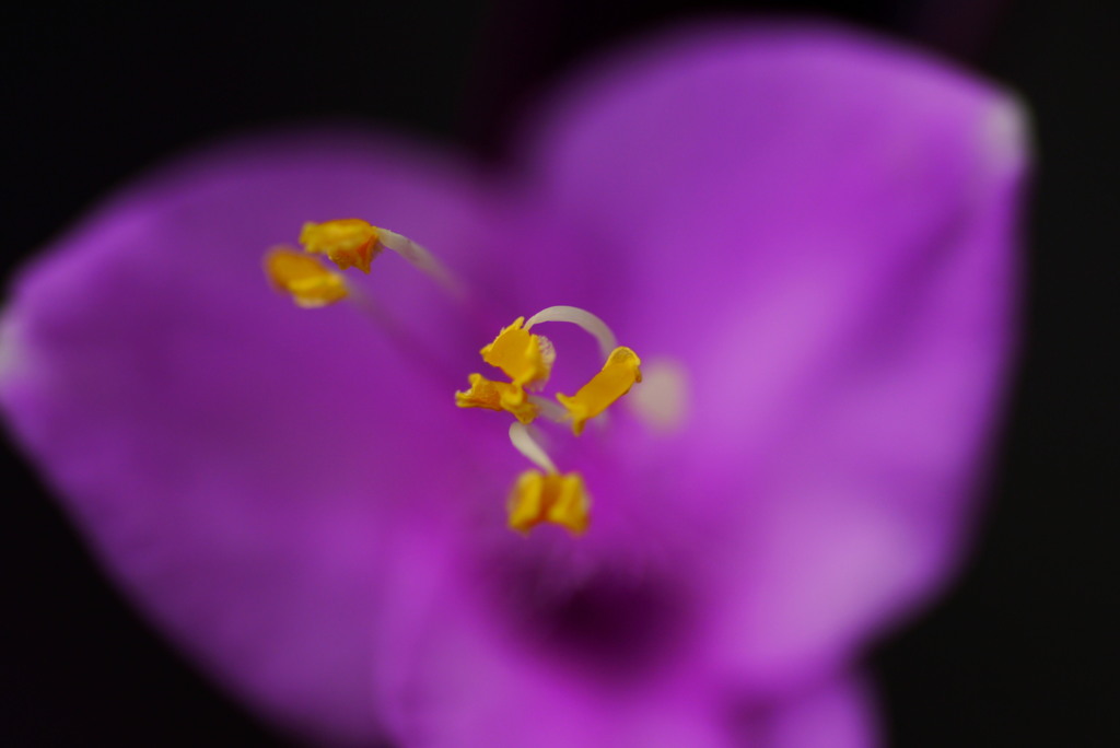 Purple Fizz