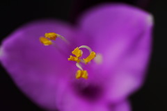 Purple Fizz