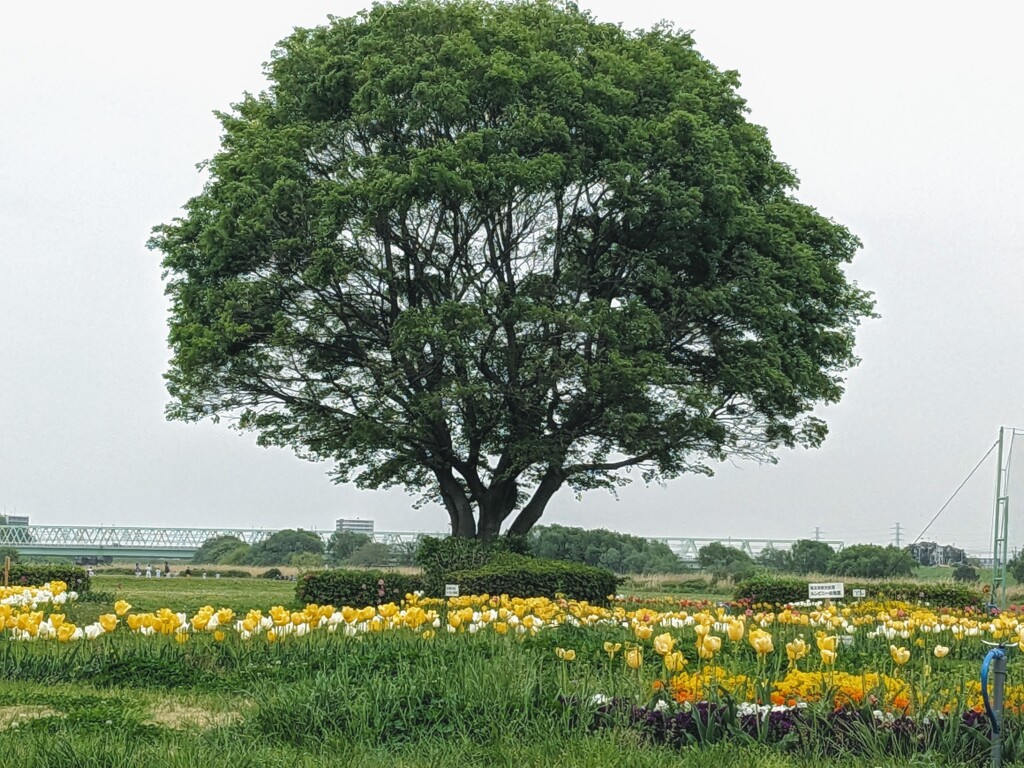 河川敷のチューリップ