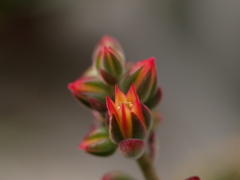 サボテンの花stand