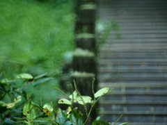 夏の日の想い出