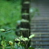 夏の日の想い出