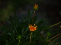 開花日の花