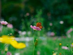 風の秋桜