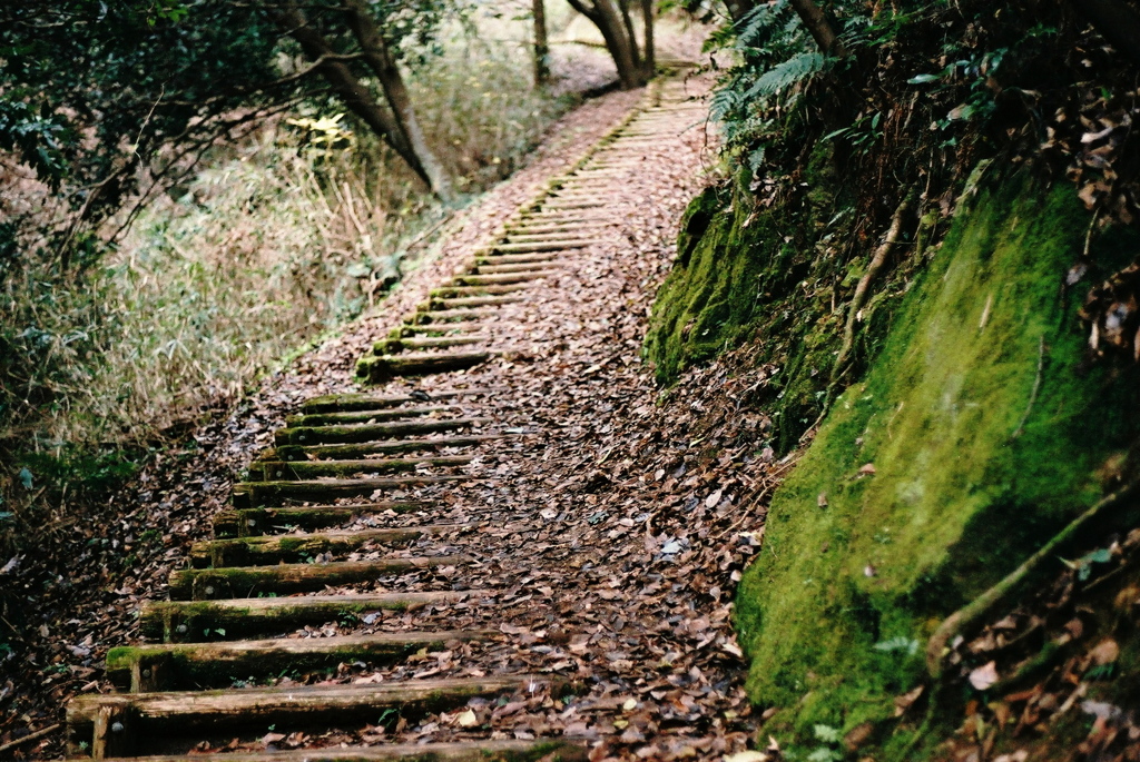 冬の散歩道