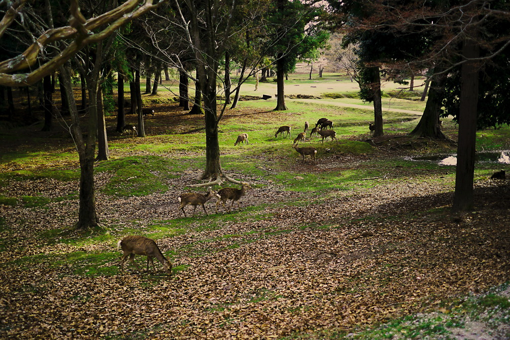 そのひとたちの午後