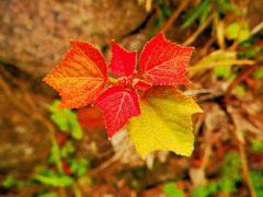 派手さはないが夢がある。