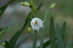 Previous
