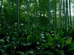 コラボレーション