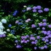 梅雨の彩