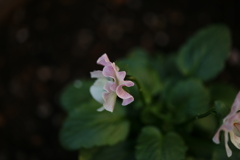 衣でに咲く花