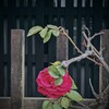 薔薇と格子戸