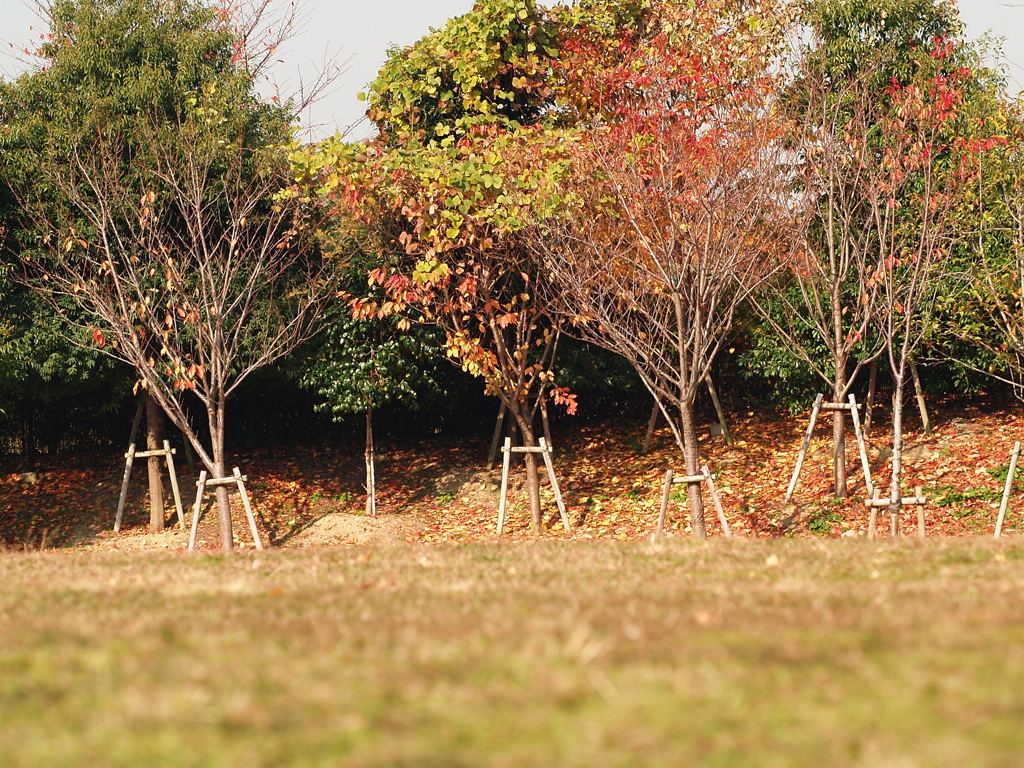 野良の見た風景・・・秋