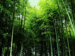 竹涼し夏のとき