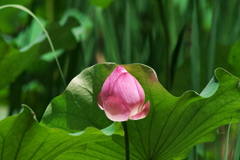 蓮の花