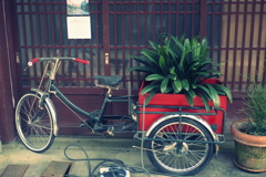 緑葉と自転車