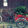 緑葉と自転車