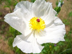 白花アザミゲシ