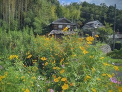 黄花咲く道