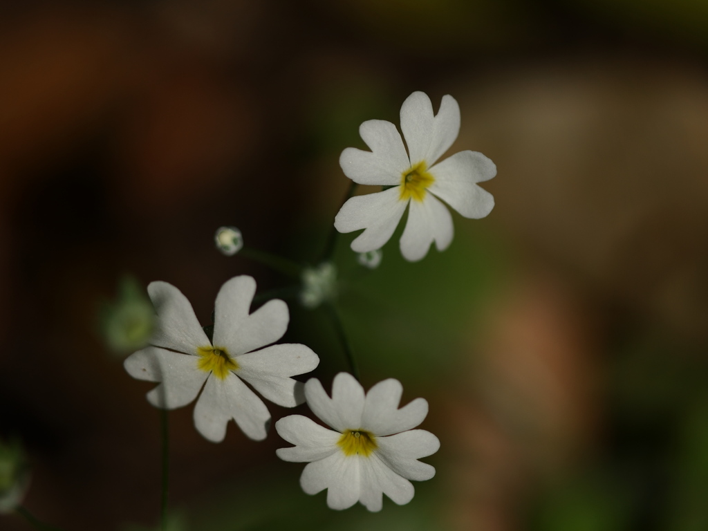 小さな草花