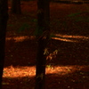 森の葉灯
