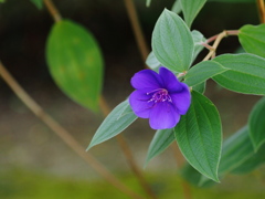 紫紺野牡丹