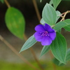 紫紺野牡丹
