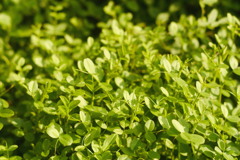 未だ踏み荒らされない場所