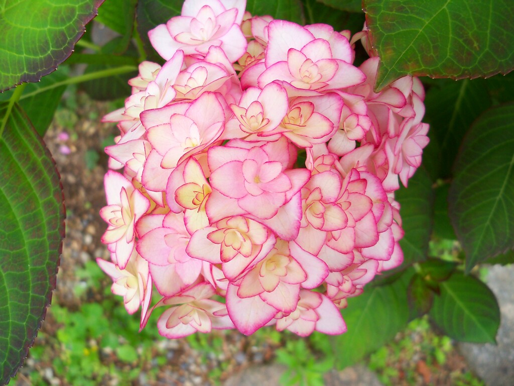 雨の日の紫陽花