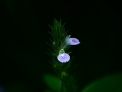 極極小さな花たち